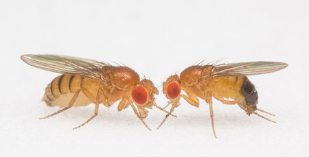 肠道细菌会影响果蝇的运动