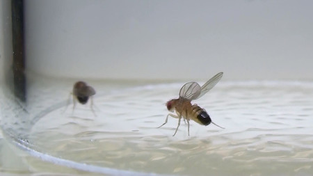 Picking Fights with Fruit Flies