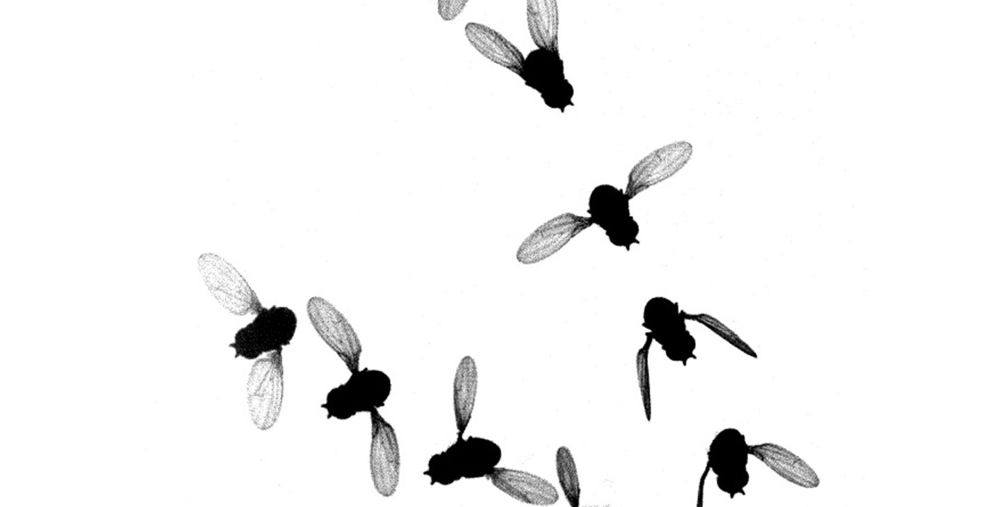 昆虫如何控制翅膀：昆虫飞行的神秘机制