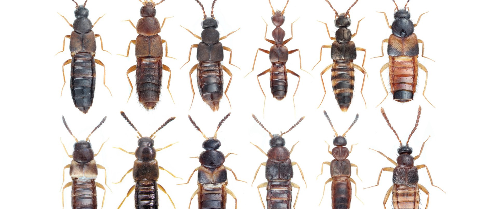 甲虫通过进化出自己的生化实验室征服地球