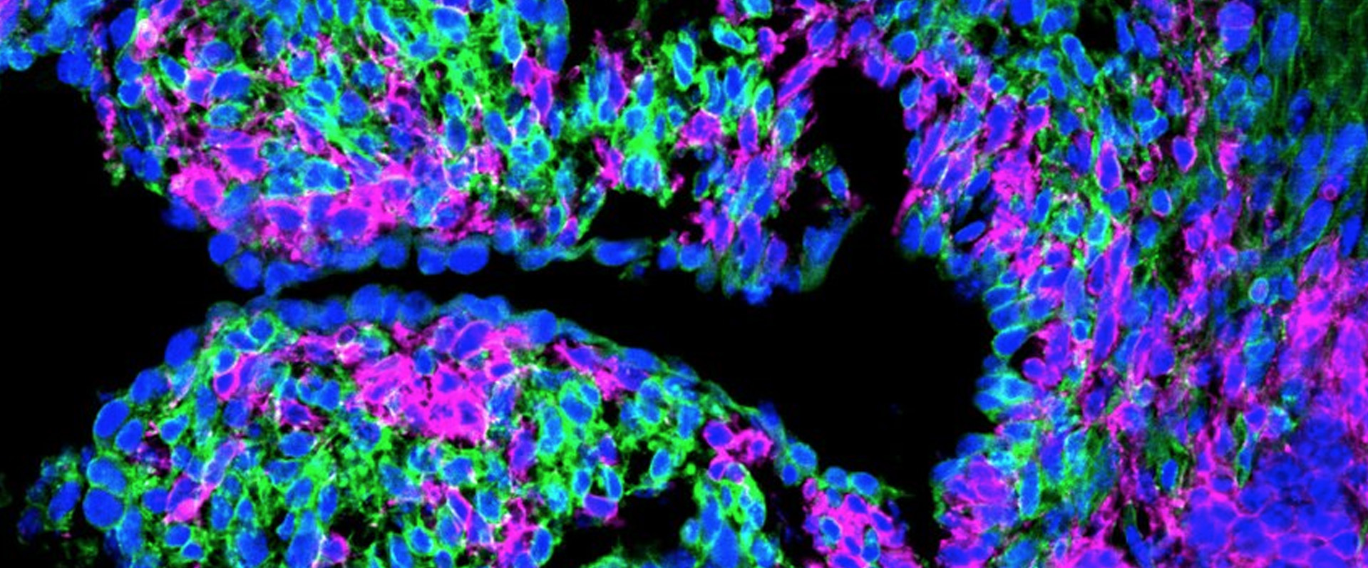 Genetic Code Enables Zebrafish to Mend Damaged Organs
