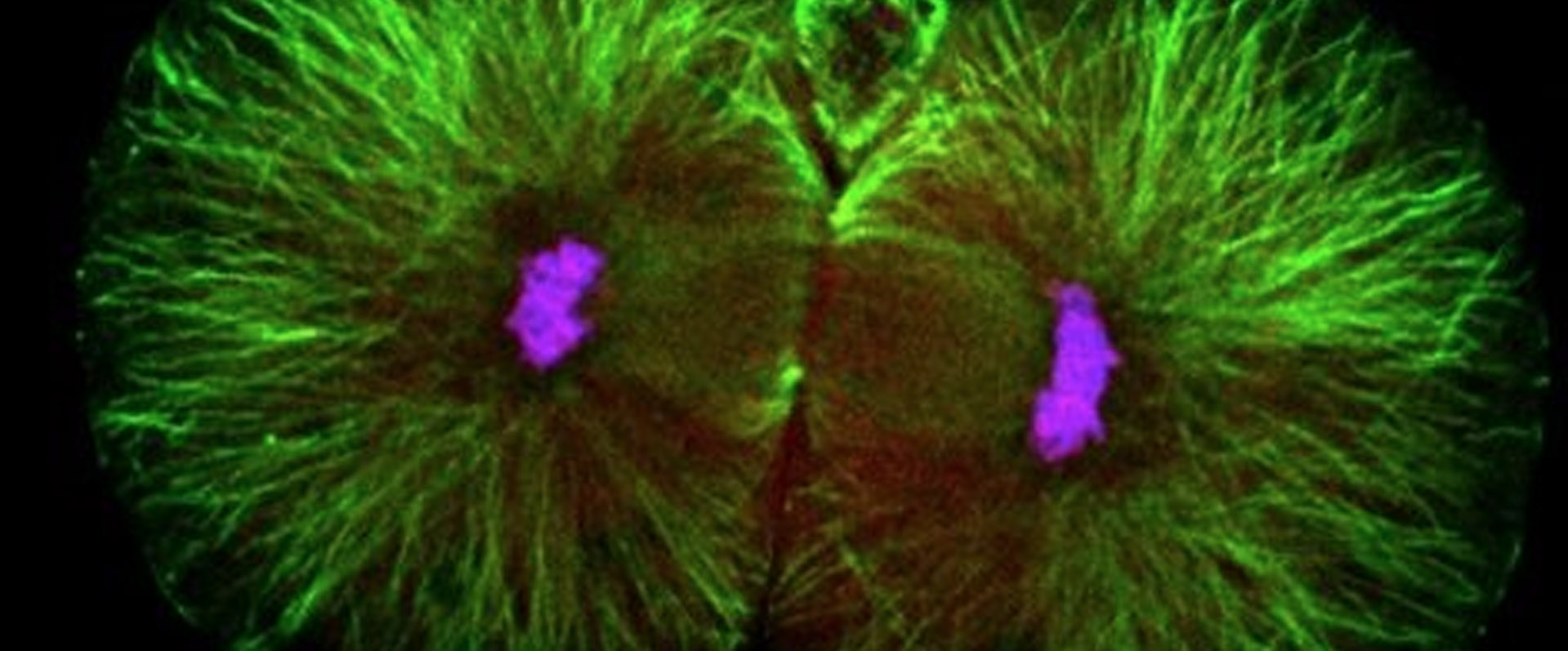 The Earliest Stage of Embryos Show Specialized Asymmetry